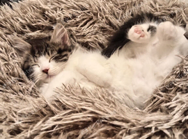 Cat for sale