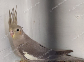 Young cockatiel.