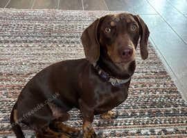 Miniature daschund kc registered proven for stud