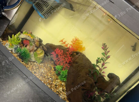 Mole salamander
