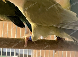 Lovebirds
