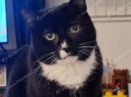 Loving cat to be rehomed