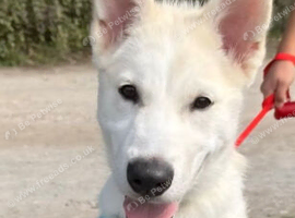 White 5 months old Male White Siberian/Malamute lovely Boy