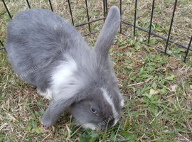 Baby bunnies