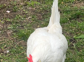 leghorn white chicken