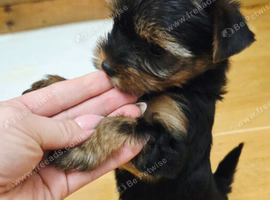 Adorable Yorkshire Terrier Puppies