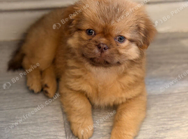 Shihtzu girls