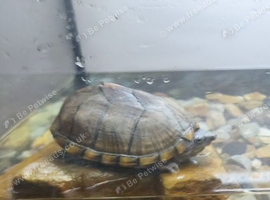 Musk turtle