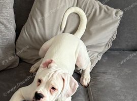 1 fully vaccinated KC registered boxer puppies