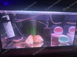2 Axolotls with chiller !