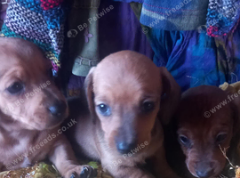 Pure miniature Dachshunds