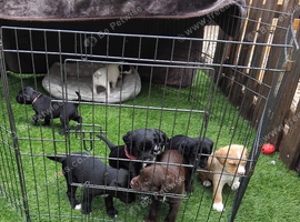 8 gorgeous puppies for sale