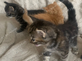 Fluffy and sweet kittens