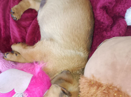 Male puppy