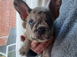 Beautiful merle male frenchie