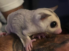 2 male platinum and leucistic