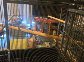 Large cage