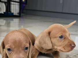 KC registered miniature Dachshund