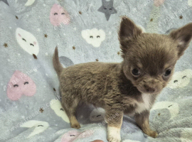 Chihuahua