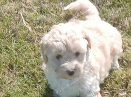 BEAUTIFUL MALTIPOO GIRL