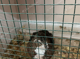 Jumbo quail tuxedo