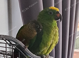 Yellow head amazon
