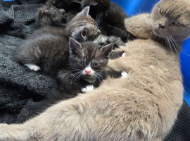 Magnificient kittens for sale