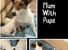 True much wenlock miniature Jack Russell puppy&rsquo;s