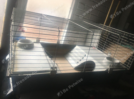 Guinea Cage
