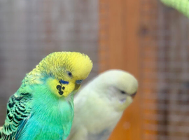 Budgie Chicks/Adults Available