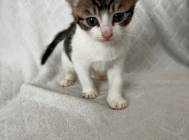 8 week old kittens 2 left