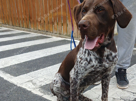 german shorthaired pointer
