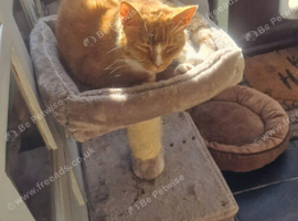 Loving home need for 12 year old Bow neutered