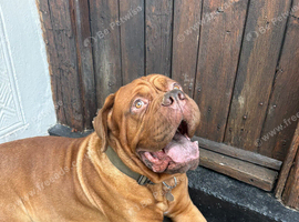 Dogue de Bordeaux