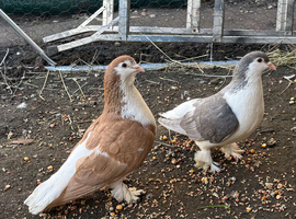 Pigeon