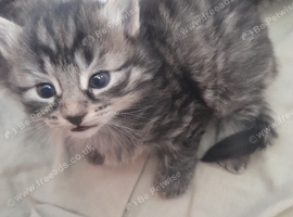 1 male and 1 female kitten