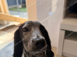 2 / 1 year old cockers for sale/rehoming