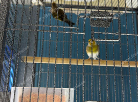 Finches mule Glasgow
