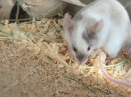 3 female fancy mice