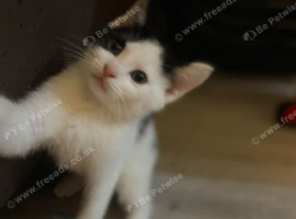 Kitten for sale