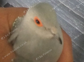 Breeding Pair of Diamond doves and baby's from &pound;20