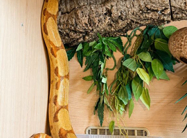 High genetic salmon Boa