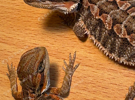 Beautiful baby bearded dragons
