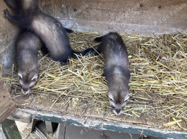 YOUNG FERRETS FOR SALE