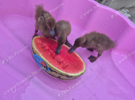3 x Khaki Campbell Ducklings