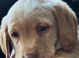 1 puppy left