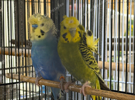 Helicopter budgie pair