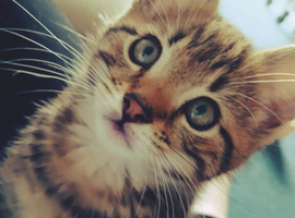 Beautiful male kitten 3 months old