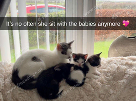Beautiful Kittens Ready for Loving Homes &ndash; 8 Weeks Old &ndash; Ayr