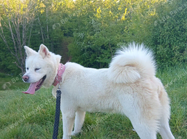 Akita